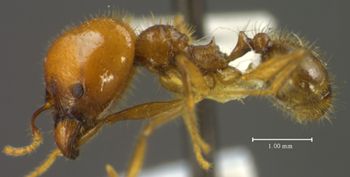 Media type: image;   Entomology 34379 Aspect: habitus lateral view